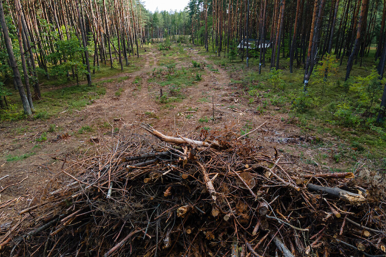 Volkswagen kontynuuje rewitalizację lasów – tym razem w Siewierzu, Zubrzycy Dolnej i Bukowsku